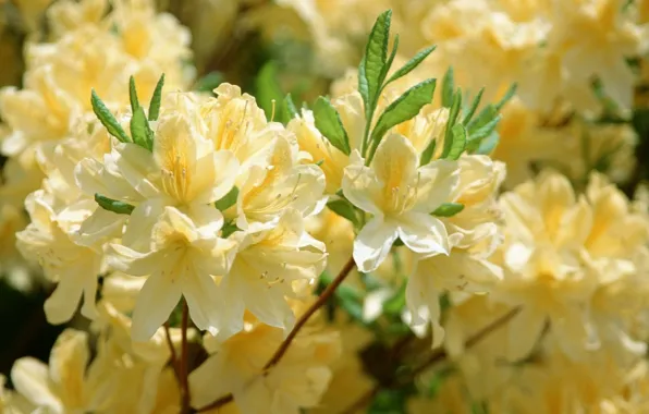 Leaves, flowers, yellow, nature, flowering tree