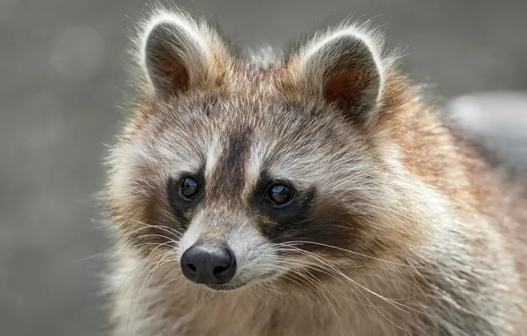 Look, portrait, raccoon, face
