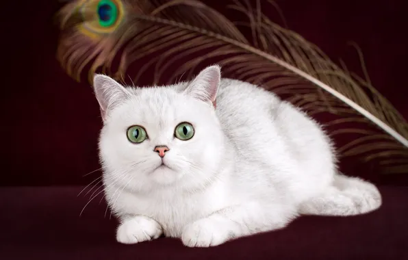 Cat, white, look, pose, the dark background, kitty, pen, face