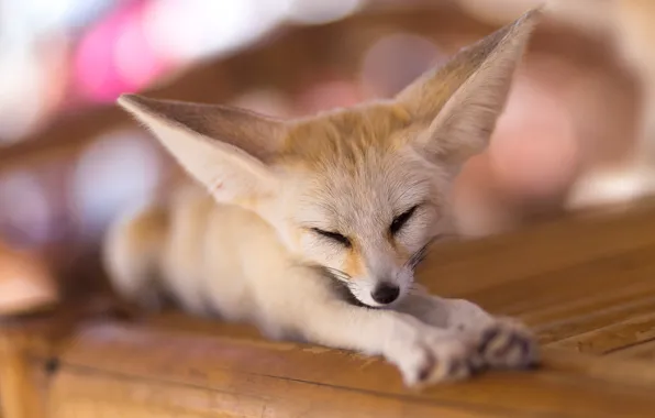 Bench, pose, blur, paws, Fox, sleeping, lies, face