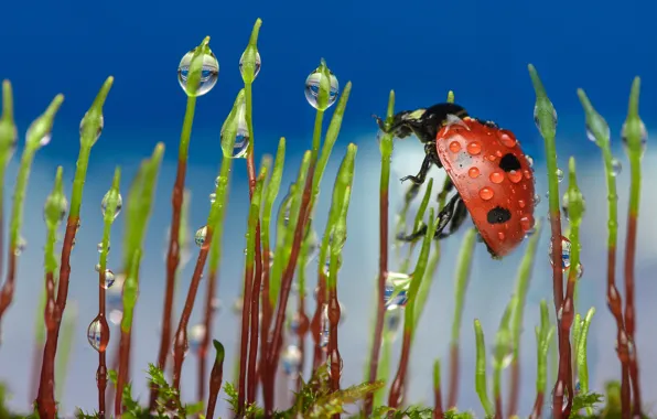 Water, drops, macro, Rosa, ladybug, moss, beetle, blue background