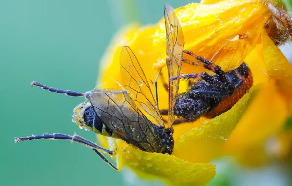 Flower, drops, macro, yellow, fly, background, spider, petals