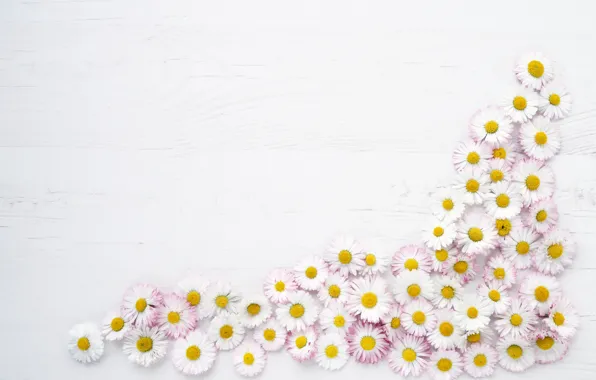 Picture flowers, background, Daisy