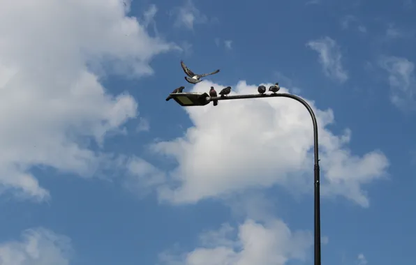 The sky, pigeons, lamppost