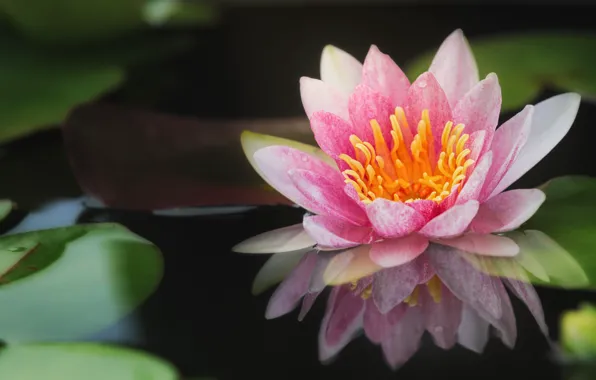 Water, reflection, pink, Nymphaeum, water Lily