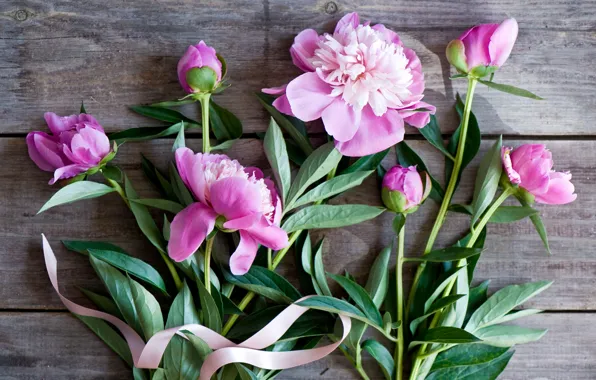 Picture buds, peonies, braid