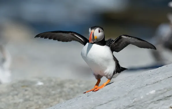 Look, pose, background, bird, wings, stalled, Atlantic puffin, the scope