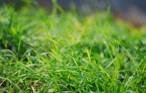 Greens, macro, green, background, Grass, grass, leaves
