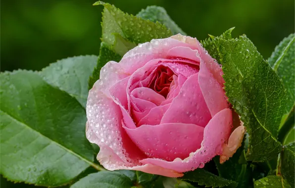 Wallpaper pink, roses, flowers, macro, leaves, drops