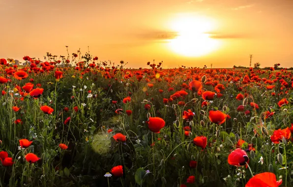 Summer, the sky, the sun, light, sunset, flowers, Maki, red