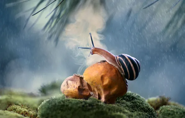 Picture nature, snail, branch, raincoat, disputes