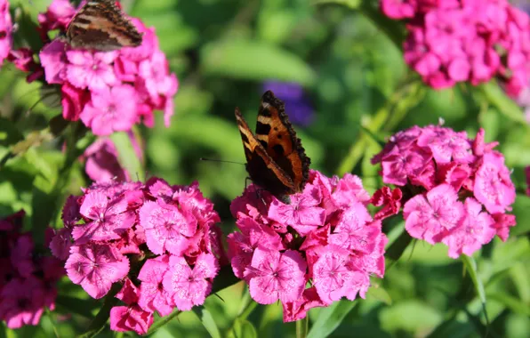 Flowers, nature, pink, spring, Butterfly, carnation