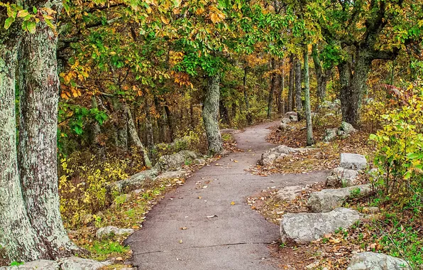 Picture autumn, forest, trees, stones, path