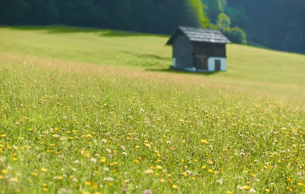 Field, flowers, nature, photo, field, home, focus