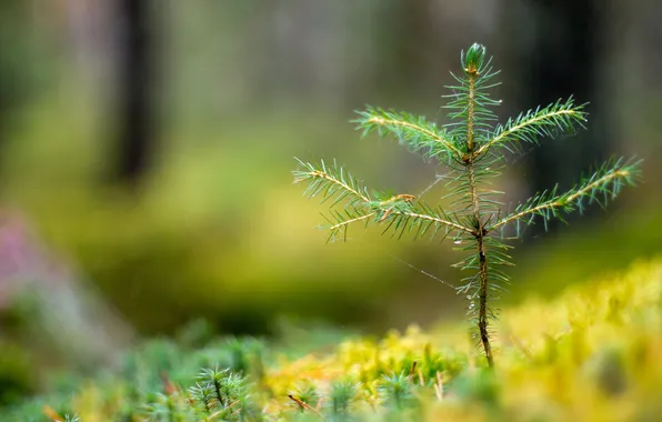 Picture macro, nature, tree