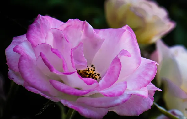 Picture flower, rose, Bush, petals, garden