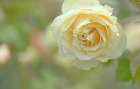 Picture macro, yellow, roses
