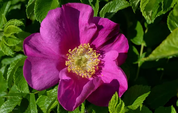 Leaves, macro, petals, briar