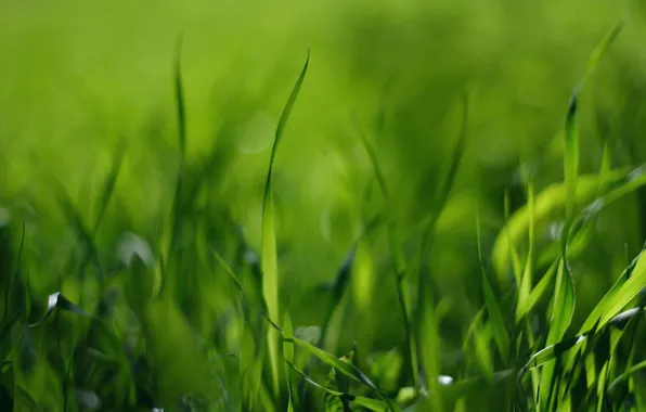 Field, grass, photo, green, stems, macro Wallpaper
