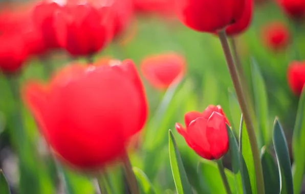 Field, focus, spring, tulips, red