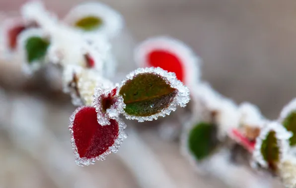 Frost, autumn, leaves, branch, crystals