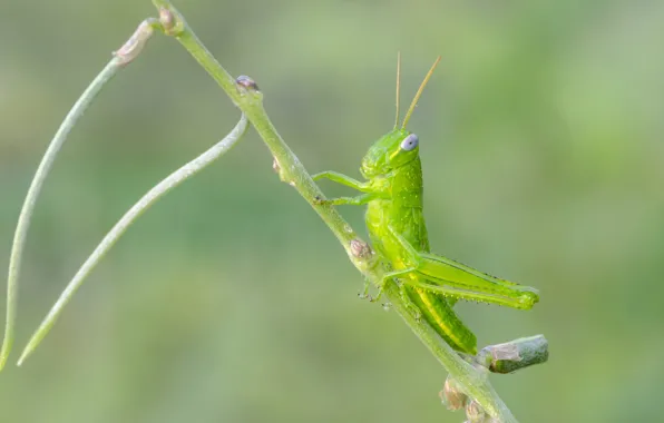 Background, grasshopper, Fleur Walton