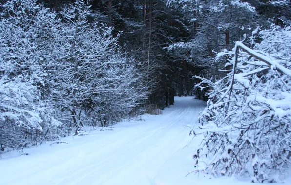 Cold, winter, road, forest, snow, trees, nature, frost