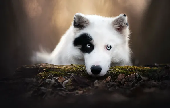 Picture look, face, dog, log, bokeh, The Yakutian Laika