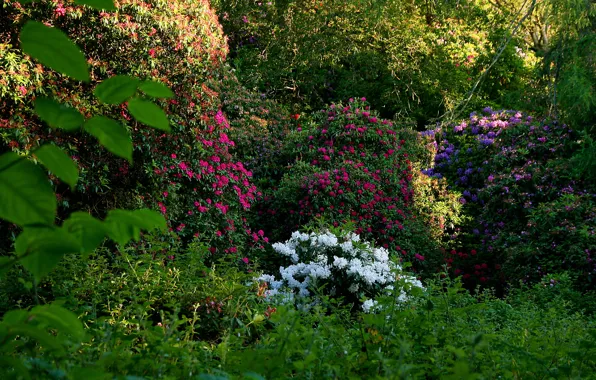 Greens, flowers, garden, Ireland, the bushes, Dublin, rhododendron