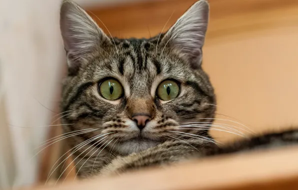 Cat, cat, look, portrait, kitty