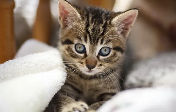 Picture cat, look, portrait, baby, muzzle, bed, kitty