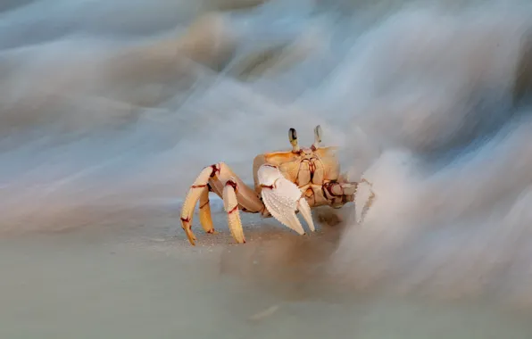 Picture sea, wave, yellow, background, shore, crab, surf, crab