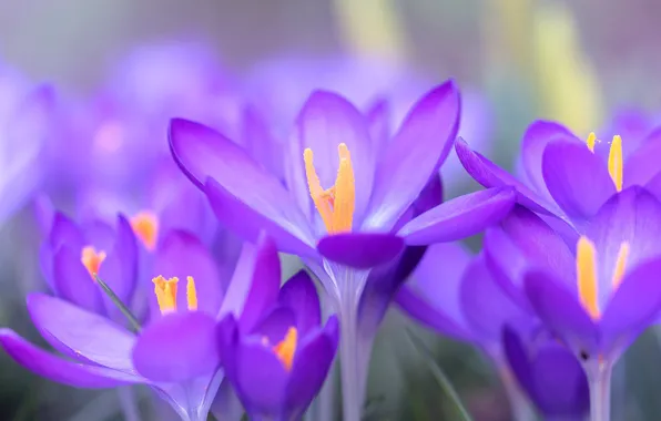 Picture macro, spring, petals, Crocuses, Saffron