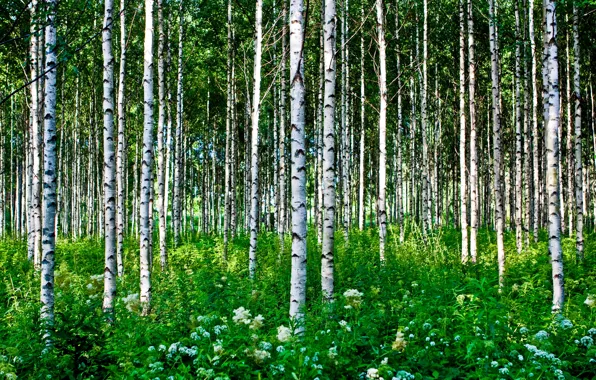 Picture forest, summer, grass, trees, flowers, birch