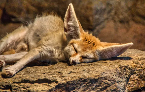 Stones, sleep, Fox, sleeping, lies, face, Fenech, closed eyes