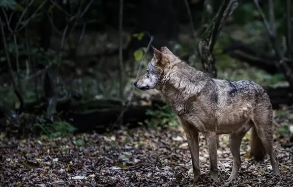 Nature, snow, predator, face, animal, wolf, wildlife, portrait