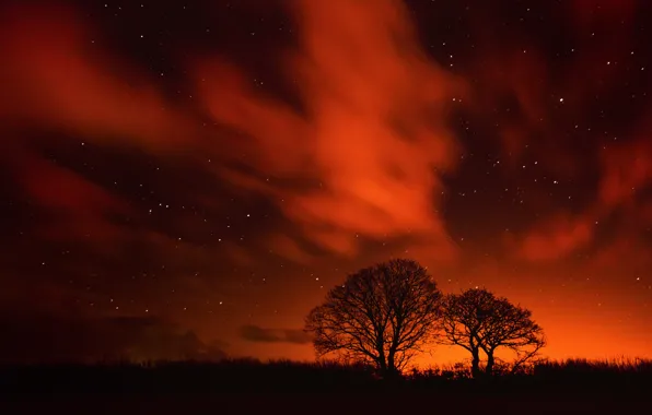 Picture the sky, stars, clouds, trees, night, silhouette