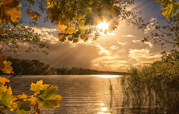 Picture autumn, grass, leaves, the sun, rays, landscape, branches, nature