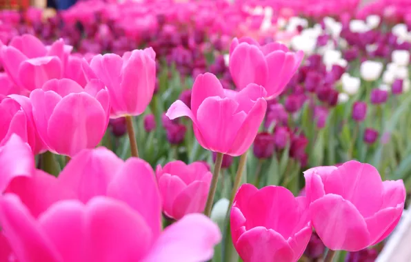 Spring, tulips, pink, flowerbed, a lot