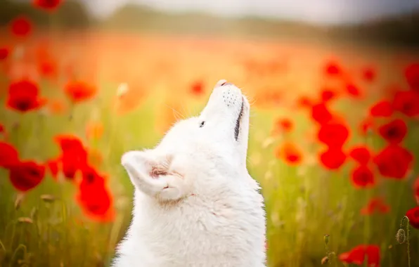 Look, nature, pose, dog, face, Akita inu, Akita