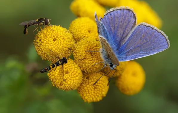 Picture insects, butterfly, hoverflies, Polyommatus Icarus