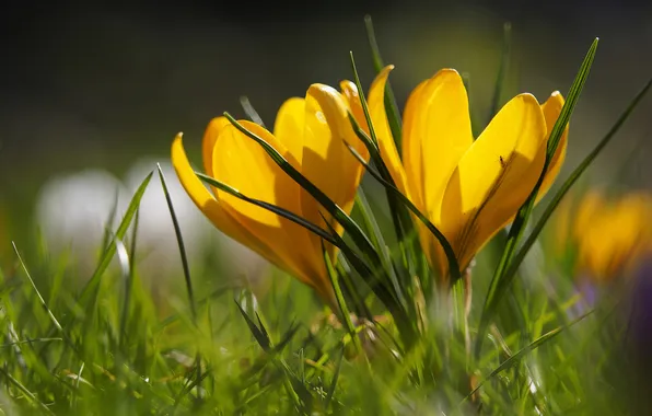 Picture macro, spring, crocuses, saffron