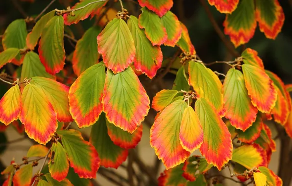 Autumn, leaves, nature