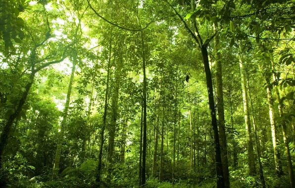 Picture forest, trees, plants, green, high, dense, Rainforest