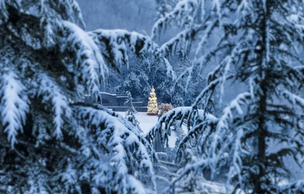 Picture winter, branches, ate, Italy, Italy, Lombardy, Lombardy, Bergamo