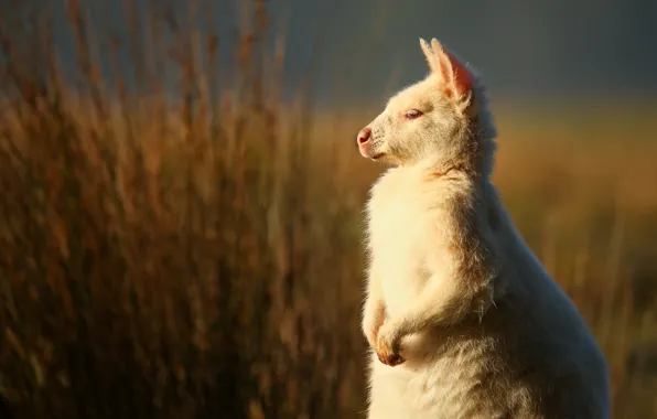 White, grass, look, light, nature, kangaroo, profile, cub