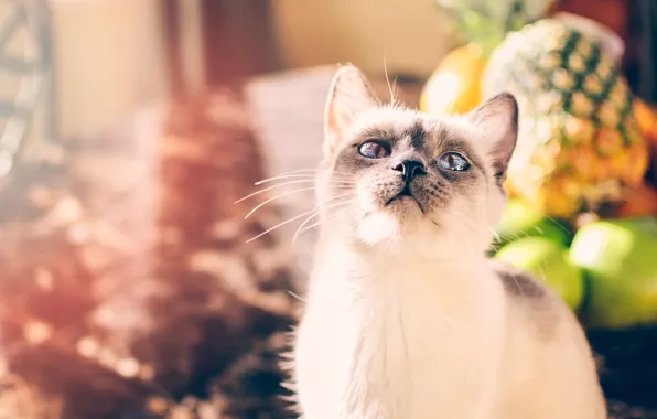 Picture cat, white, eyes, cat