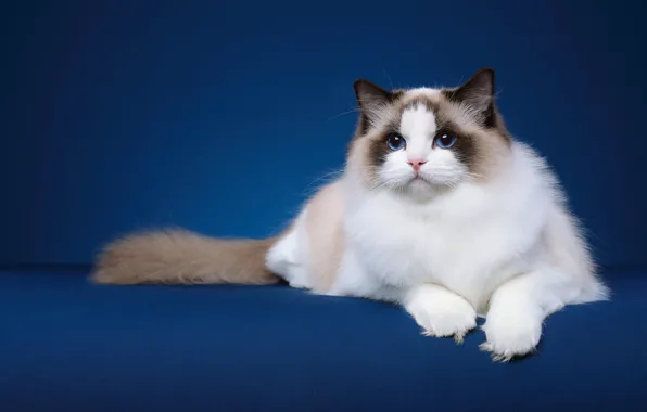 Cat, cat, look, pose, lies, face, blue background, Studio
