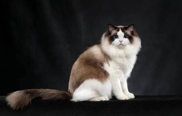 Cat, cat, look, pose, the dark background, face, Studio, ragdoll