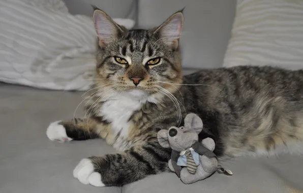 Picture cat, cat, look, pose, grey, sofa, toy, the game